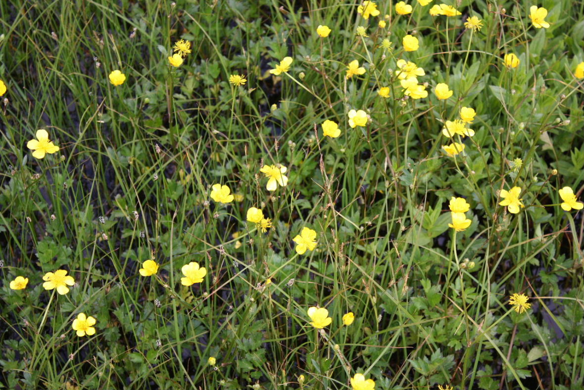 Ranunculus repens / Ranuncolo strisciante